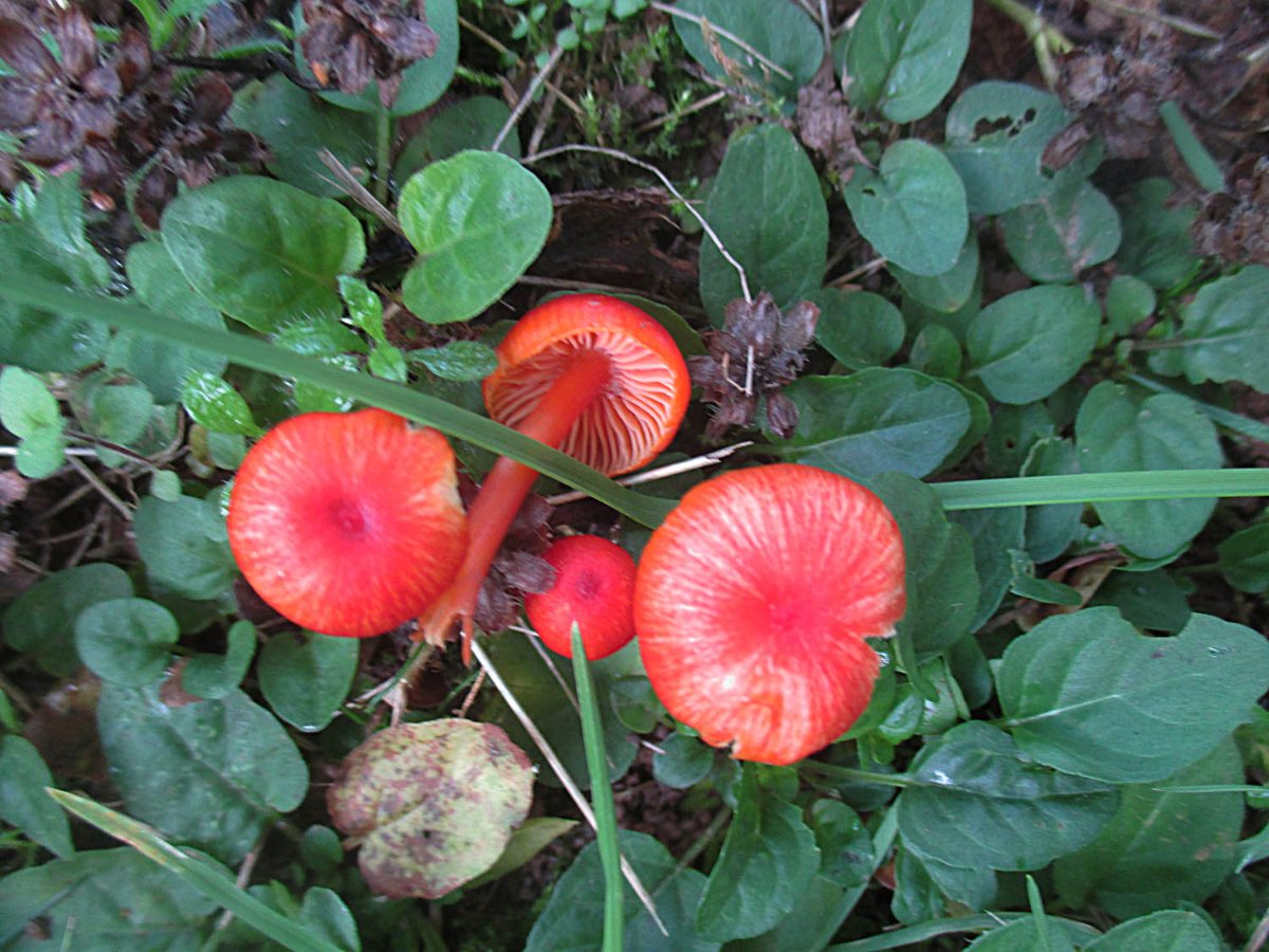 Hygrocybe coccinea - Kirschroter Saftling1.jpg