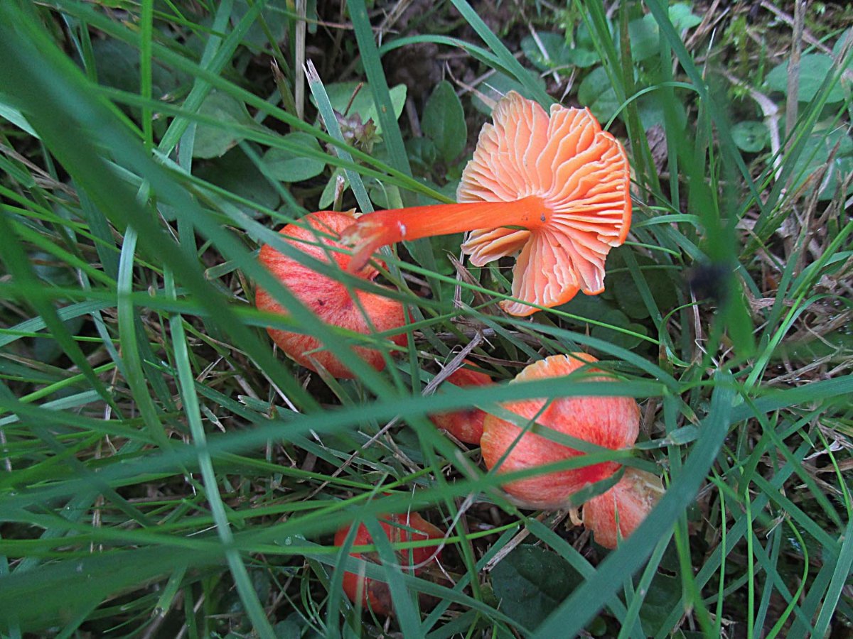 Hygrocybe coccinea - Kirschroter Saftling2.jpg