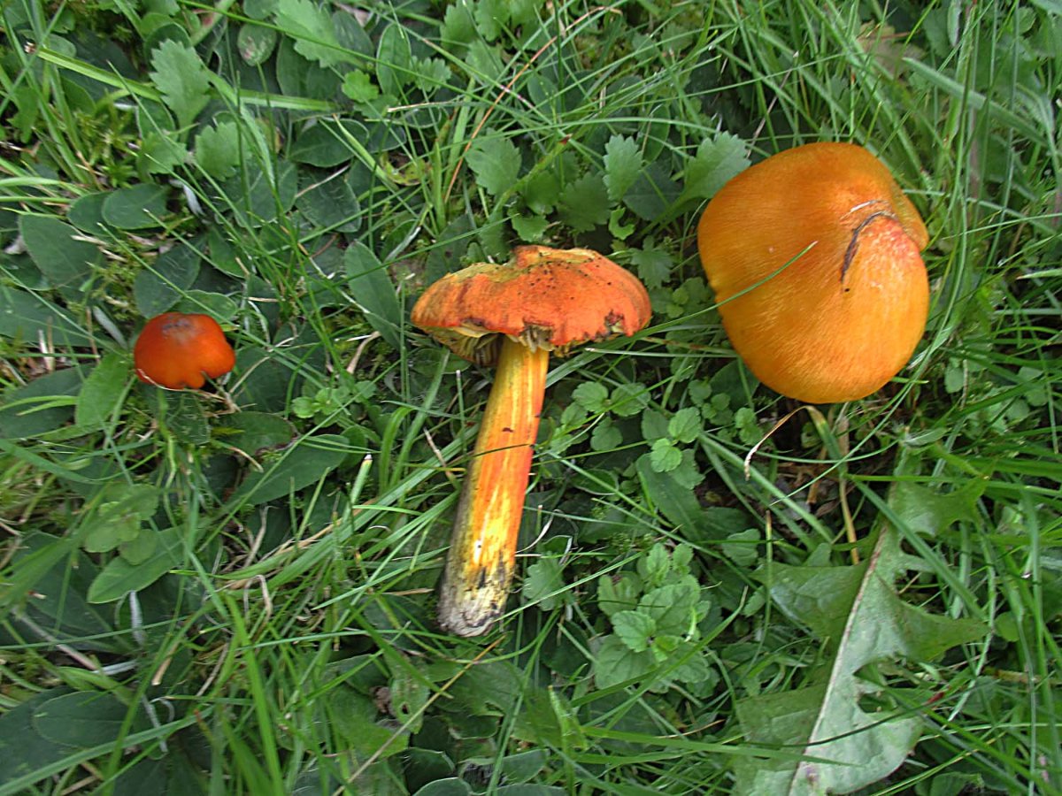 Hygrocybe conica - Schwärzender Saftling.jpg