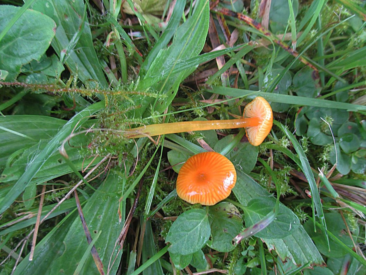 Hygrocybe glutinipes - Schleimfuß-Saftling.jpg