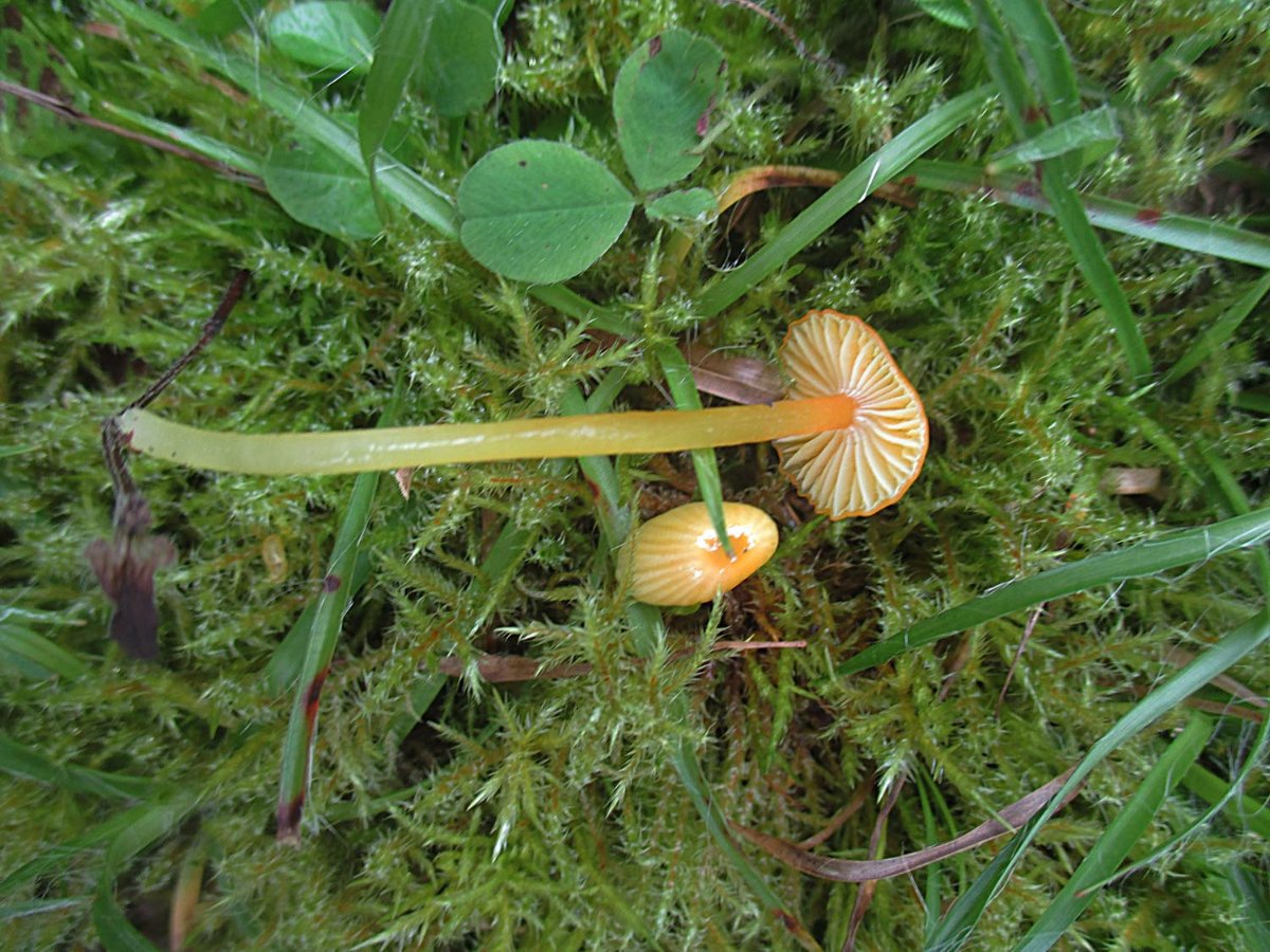 Hygrocybe glutinipes - Schleimfuß-Saftling2.jpg