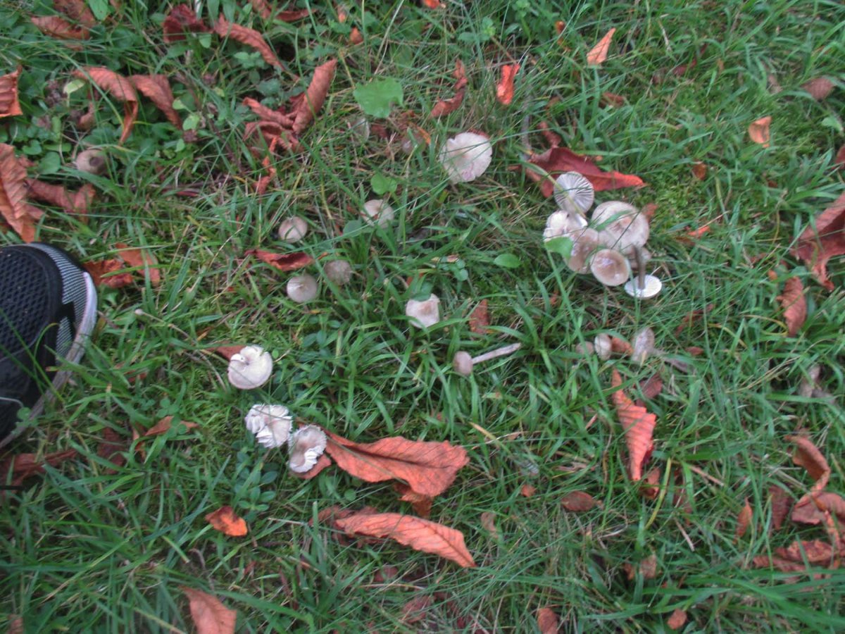 Hygrocybe irrigata - Grauer Saftling.jpg