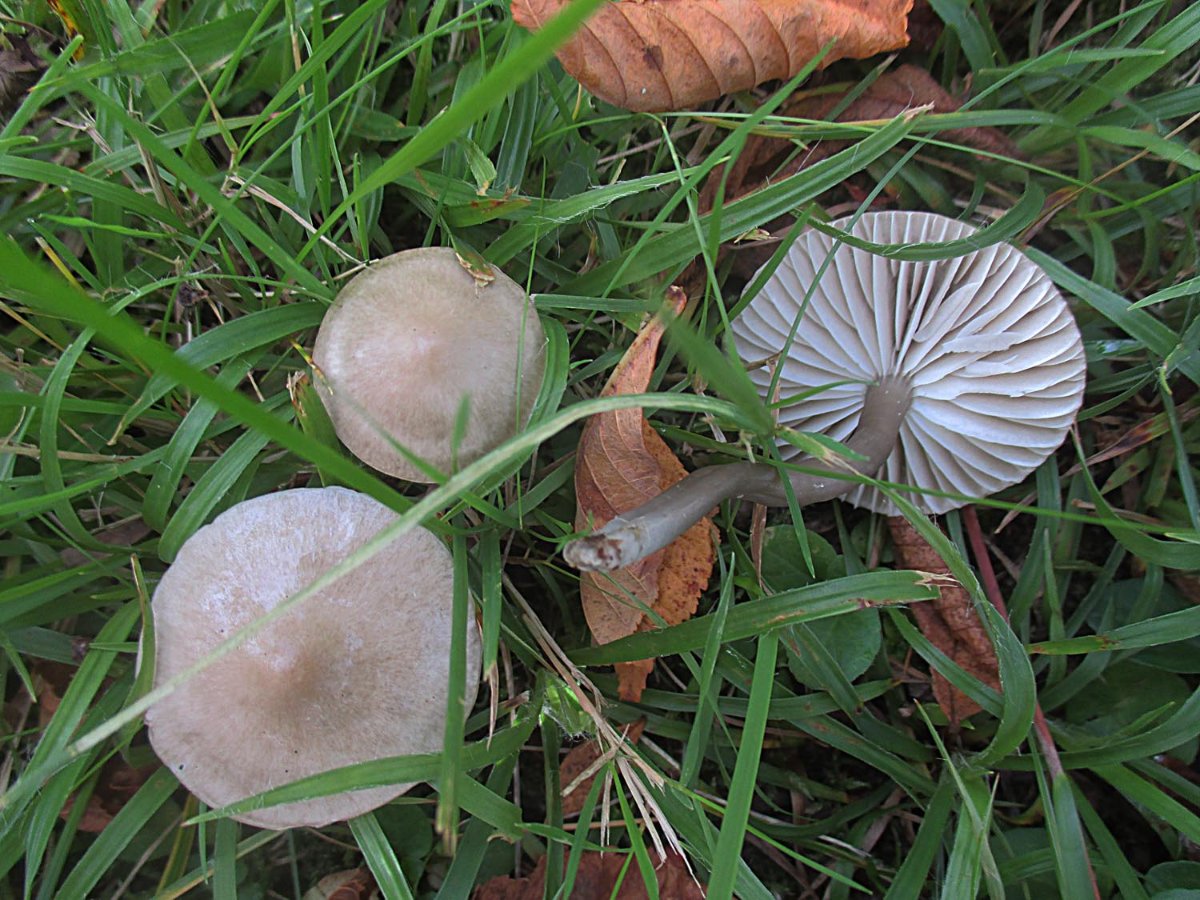 Hygrocybe irrigata - Grauer Saftling1.jpg