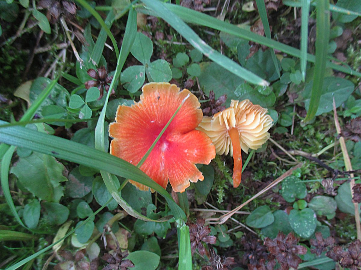 Hygrocybe mucronella - Bitterer Saftling.jpg