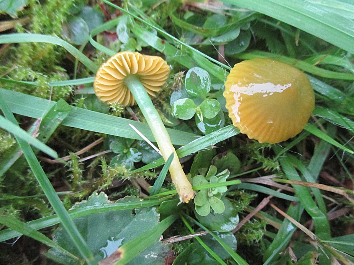 Hygrocybe psittacina - Papageiensaftling.jpg