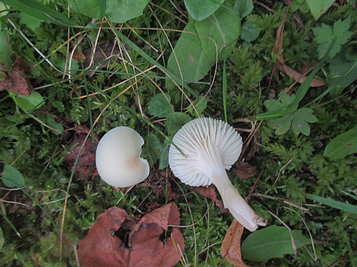 Hygrocybe virginea - Jungfernellerling.jpg