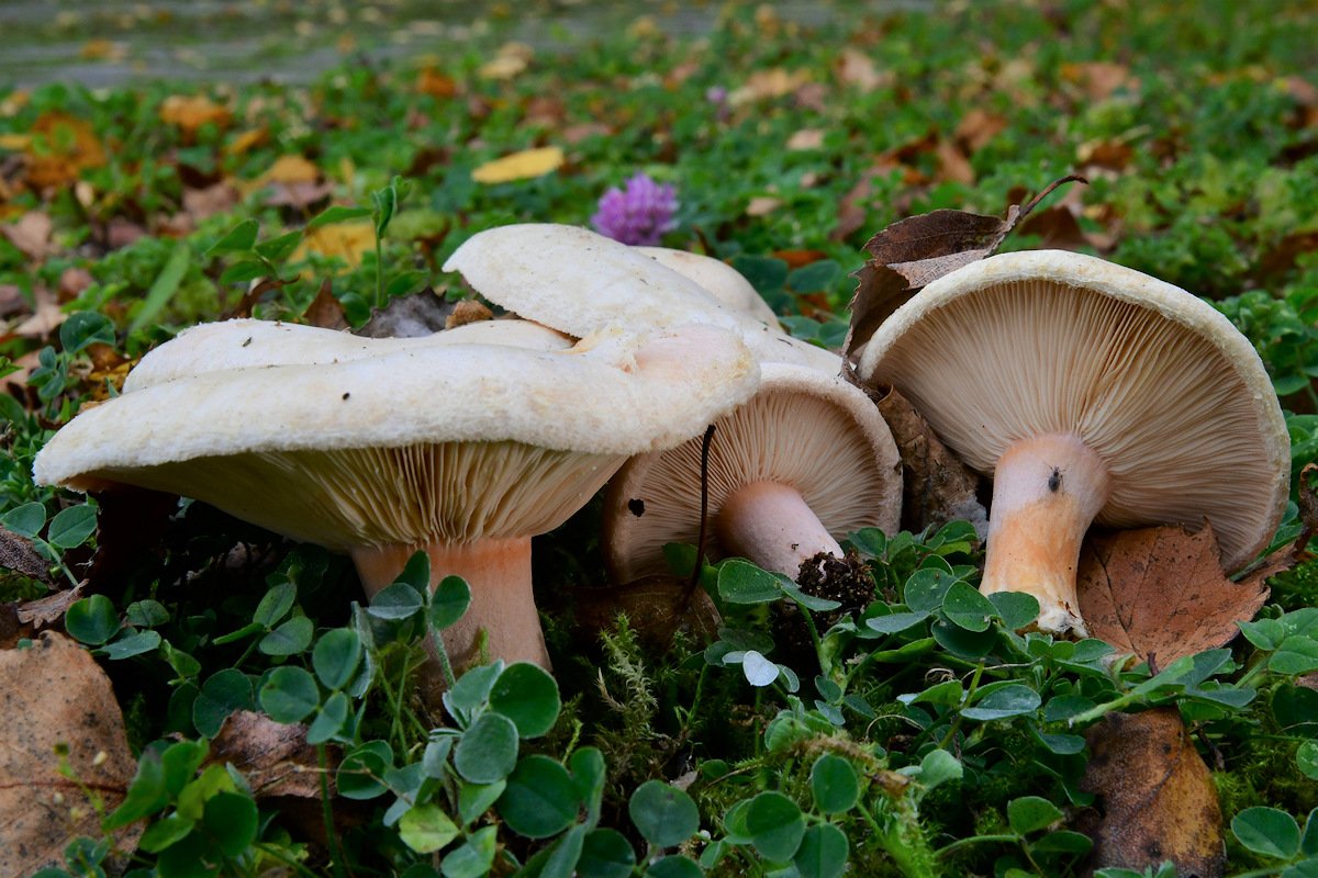 Lactarius_pubenscens.jpg