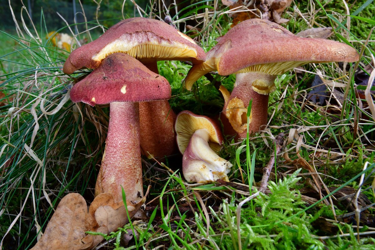 Tricholomopsis_rutilans.jpg