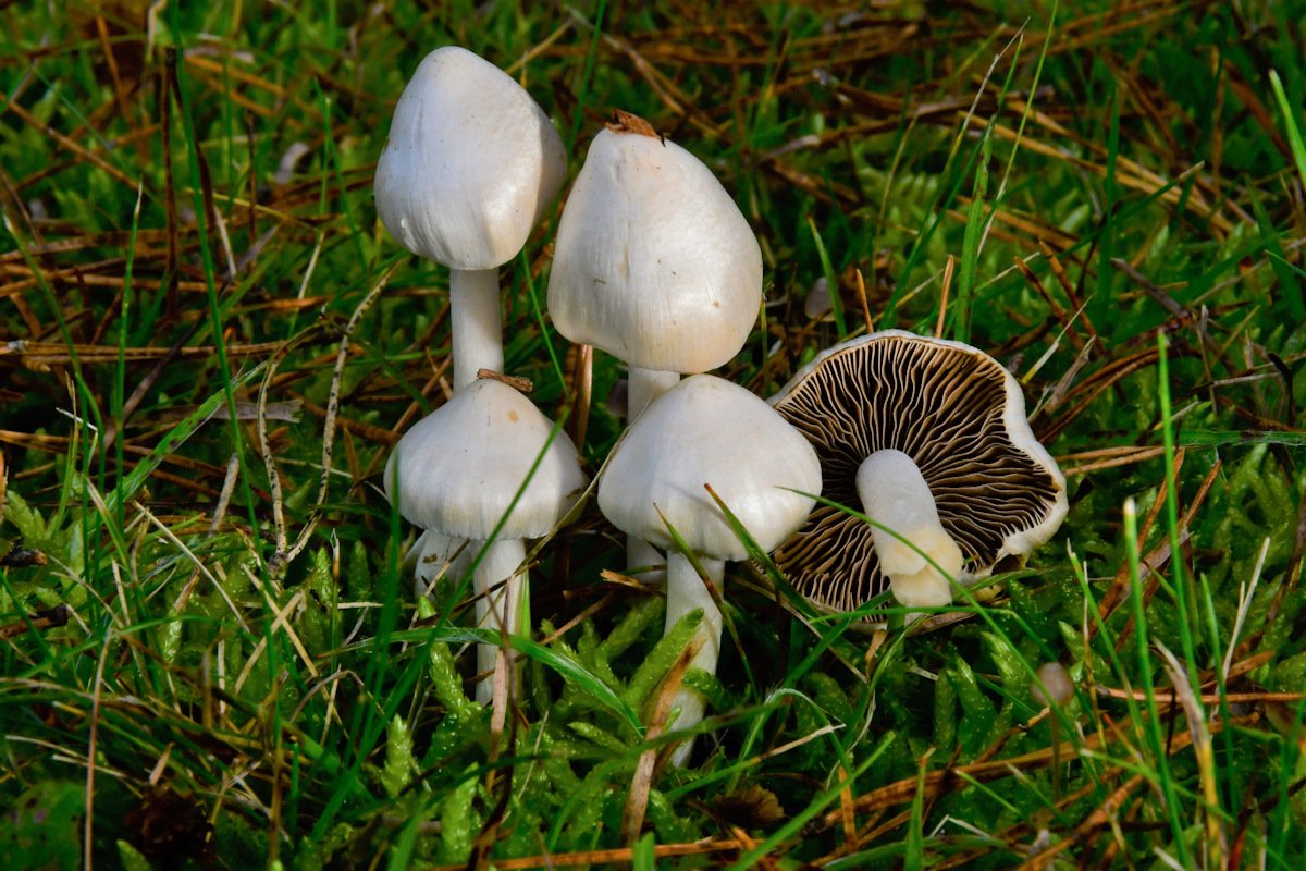 Inocybe_umbratica.jpg