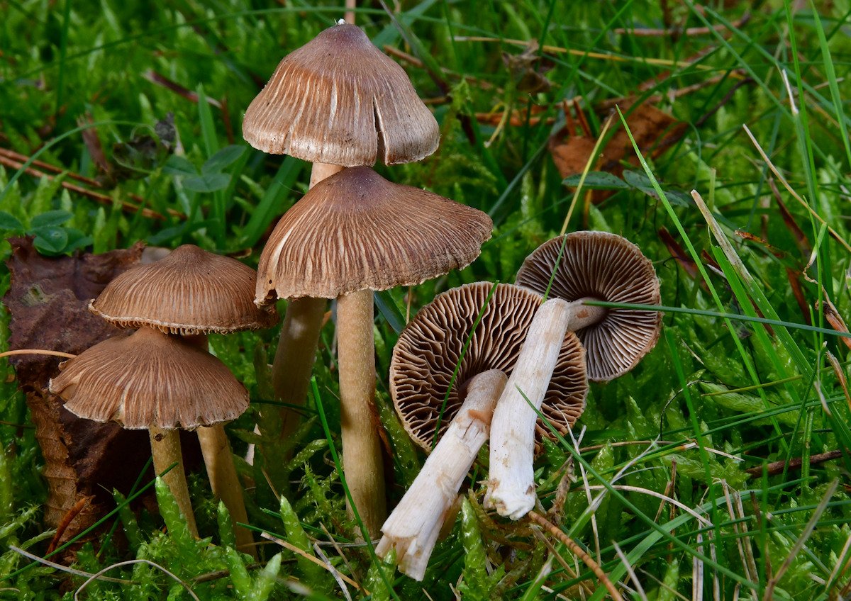 Inocybe_fuscidula.jpg