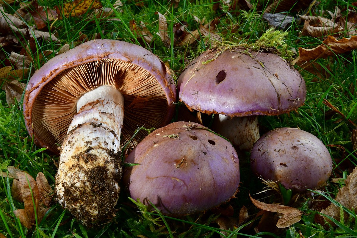 Cortinarius_nemorensis.jpg