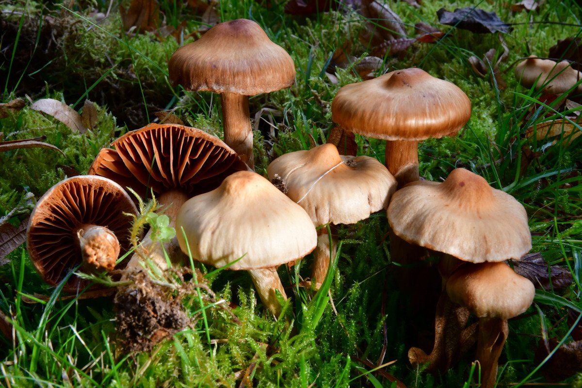 Cortinarius_hinnuleus.jpg