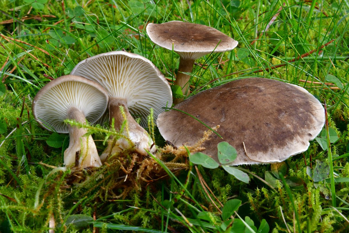 Ampulloclitocybe_clavipes.jpg