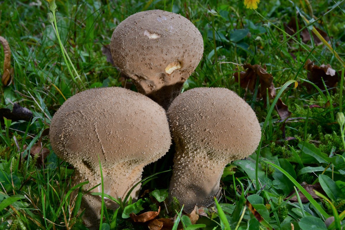 Lycoperdon_excipuliforme.jpg