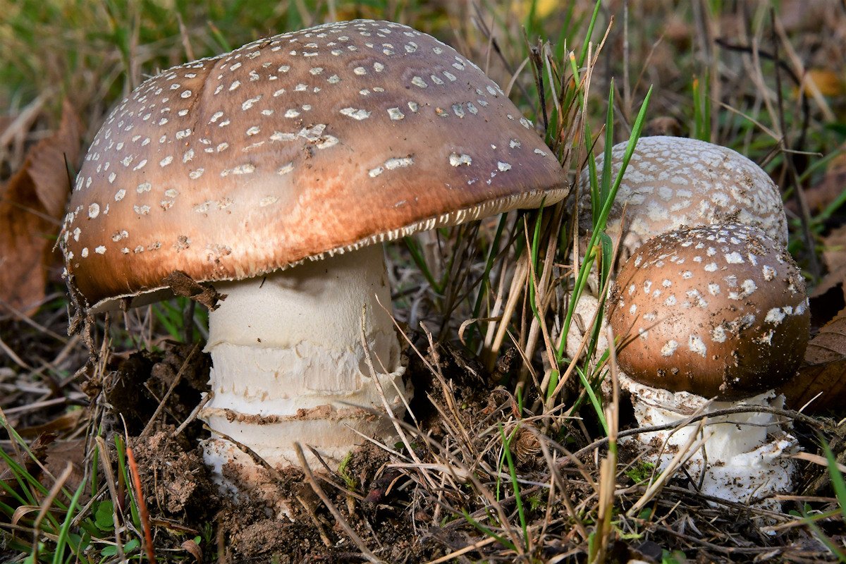 Amanita_pantherina.jpg