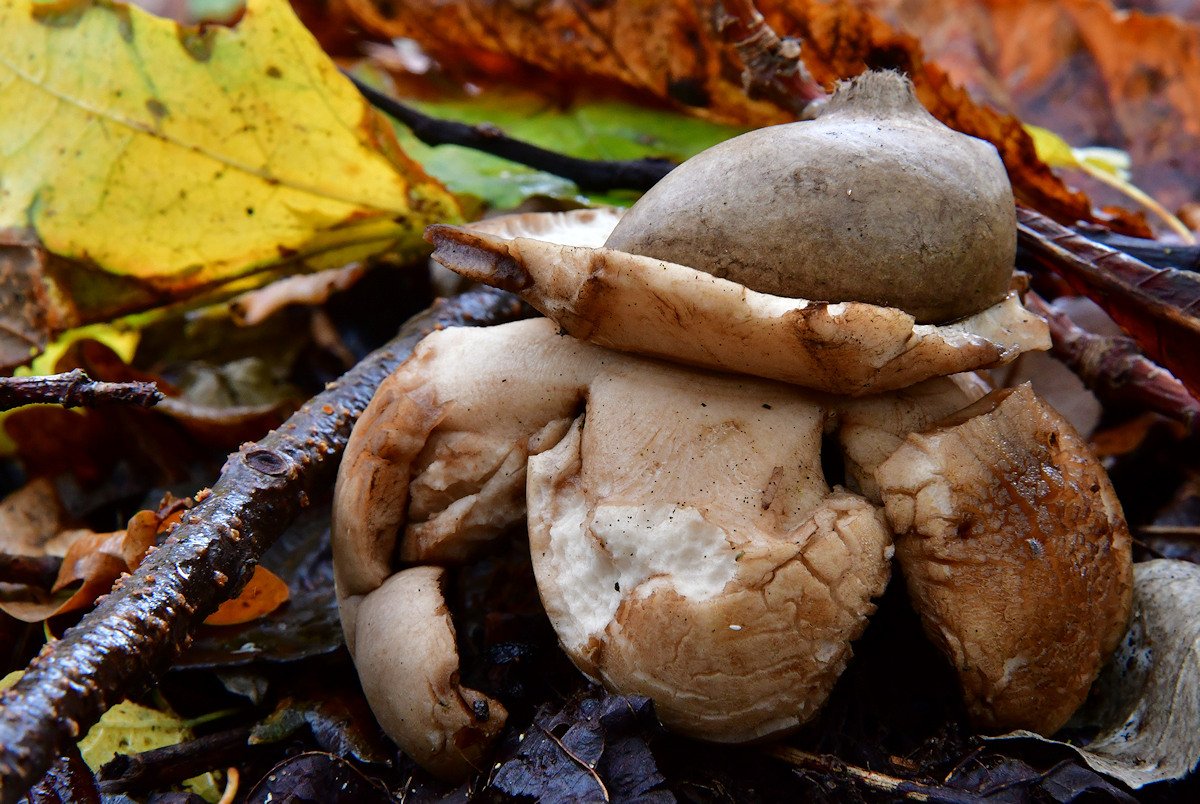 Geastrum_michelianum.jpg