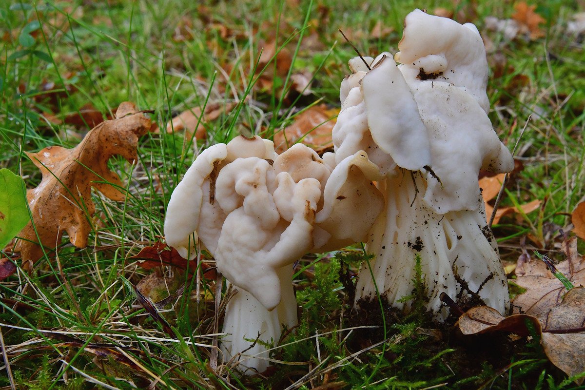 Helvella_crispa002.jpg