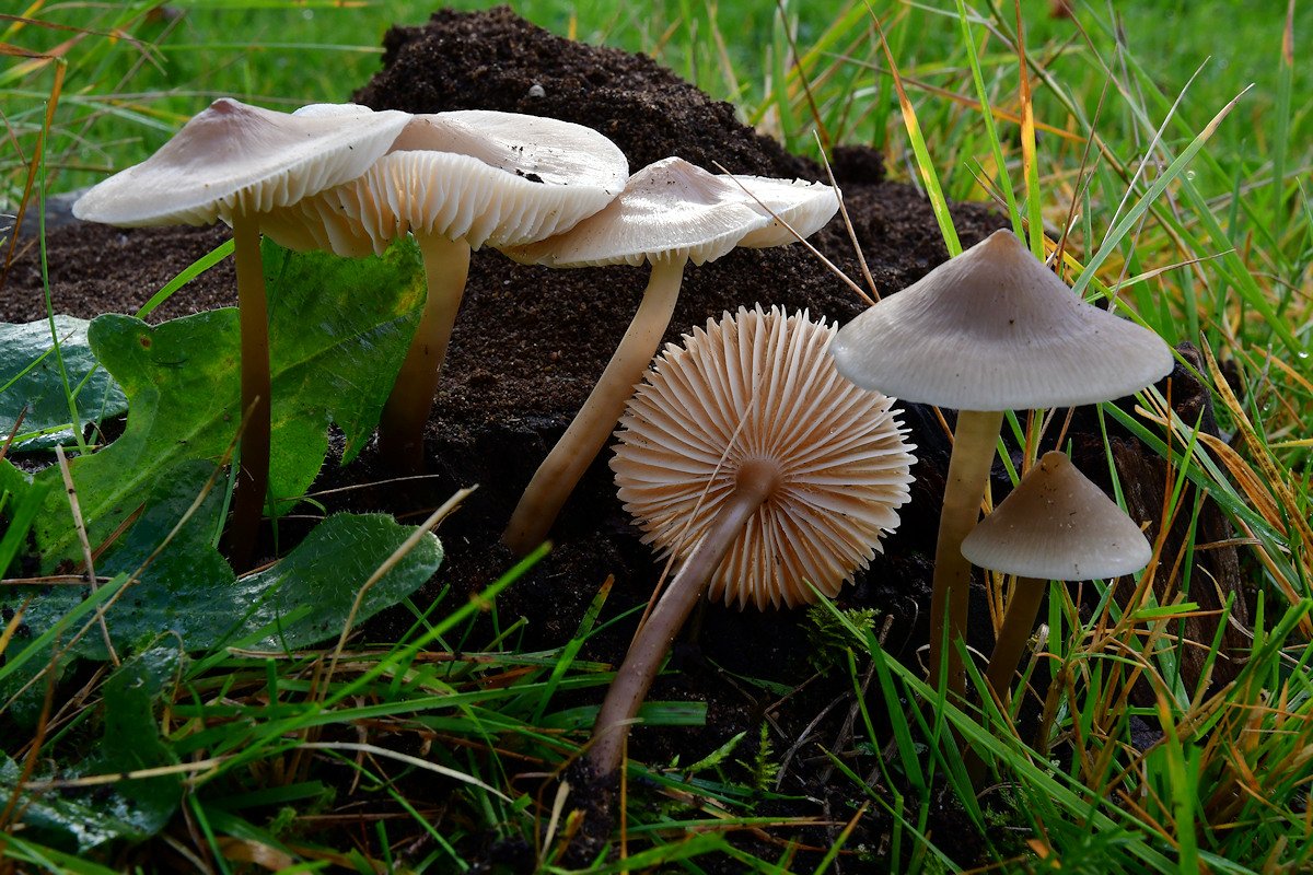 Mycena_galericulata.jpg