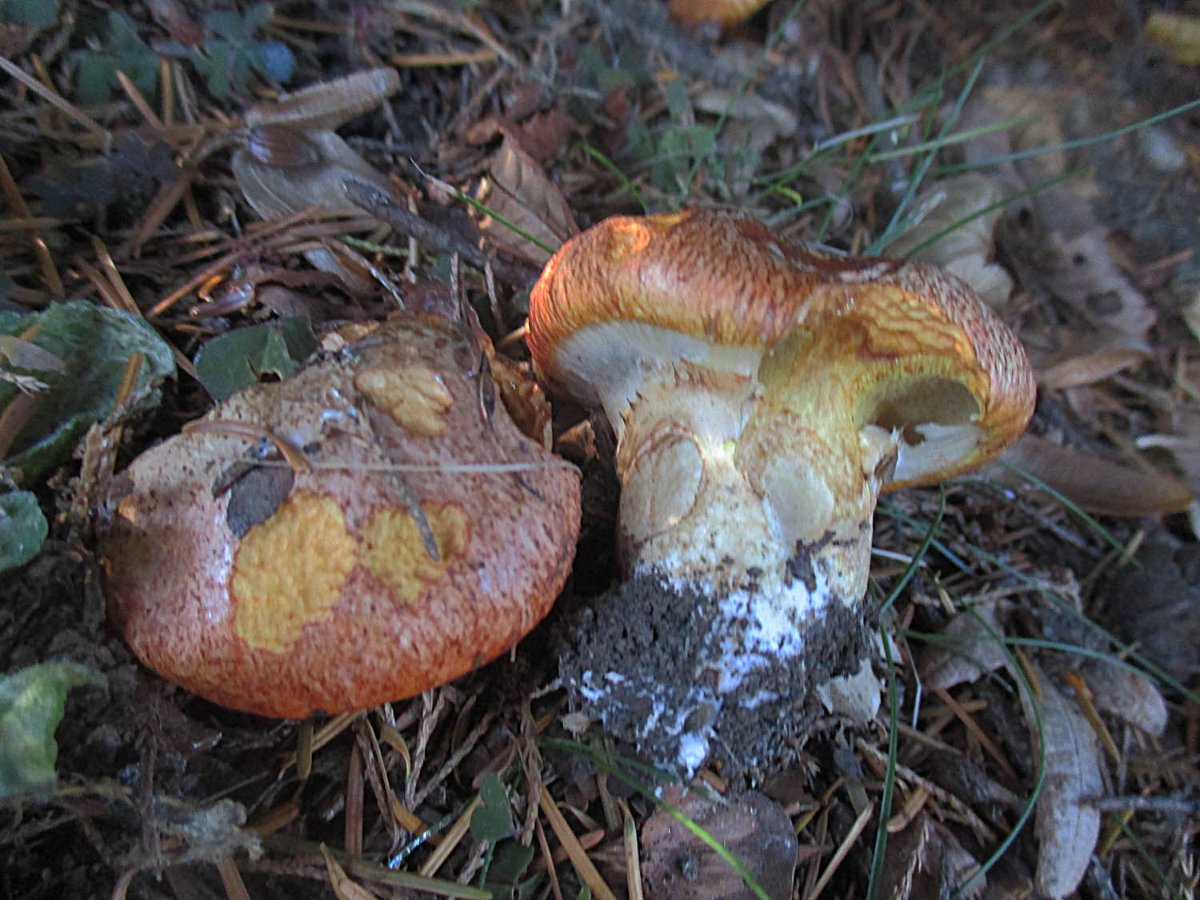 Suillus caerulescens - Blauender Schmierröhrling.jpg