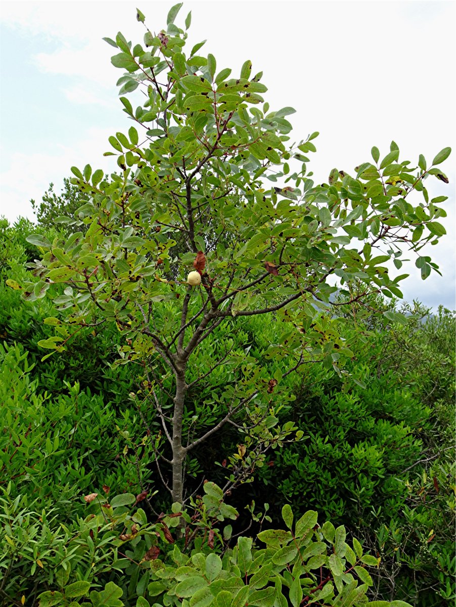 DSC02294 Terpentin-Pistazie, Pistacia terebinthus, kleiner Ausschnit, Helligkeit, Schärfe.JPG