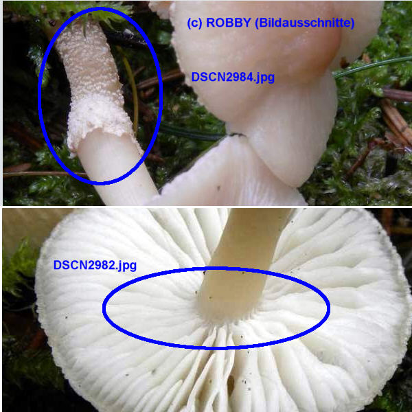 CystodermaSpec(AuschnittROBBY-Bilder).jpg