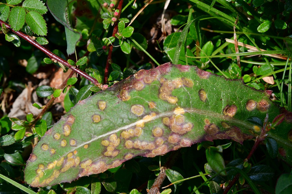 Puccinia_opizii.jpg