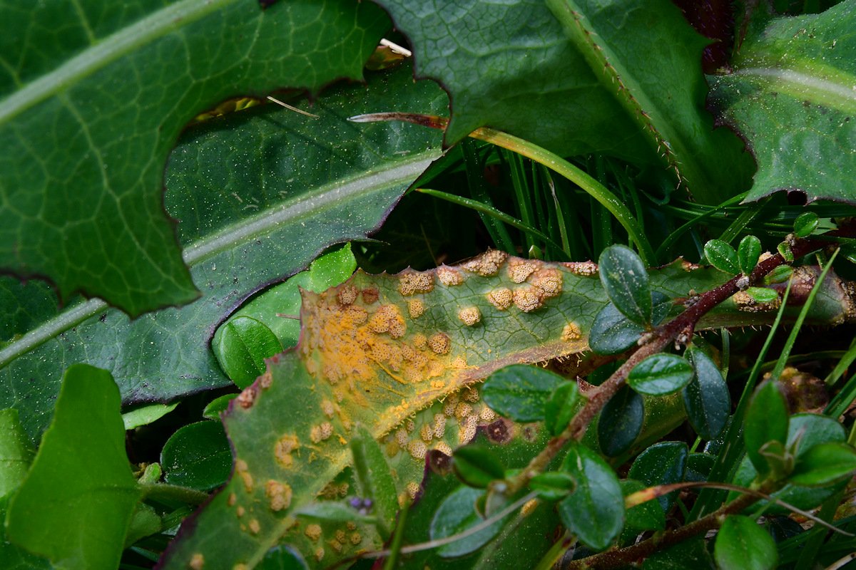 Puccinia_opizii002.jpg