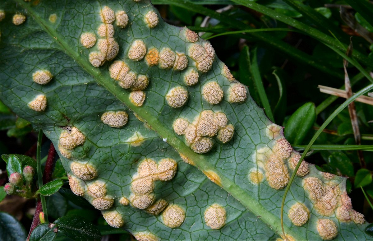 Puccinia_opizii003.jpg