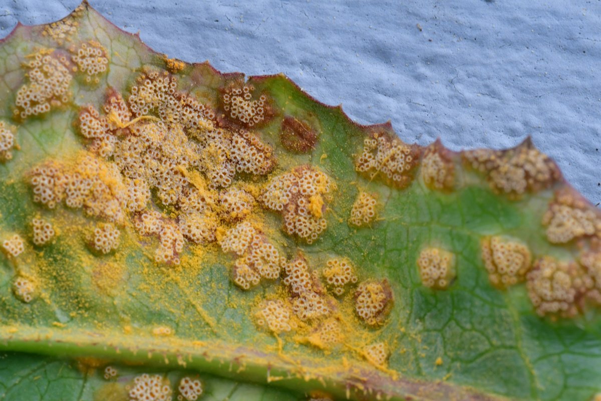 Puccinia_opizii004.jpg