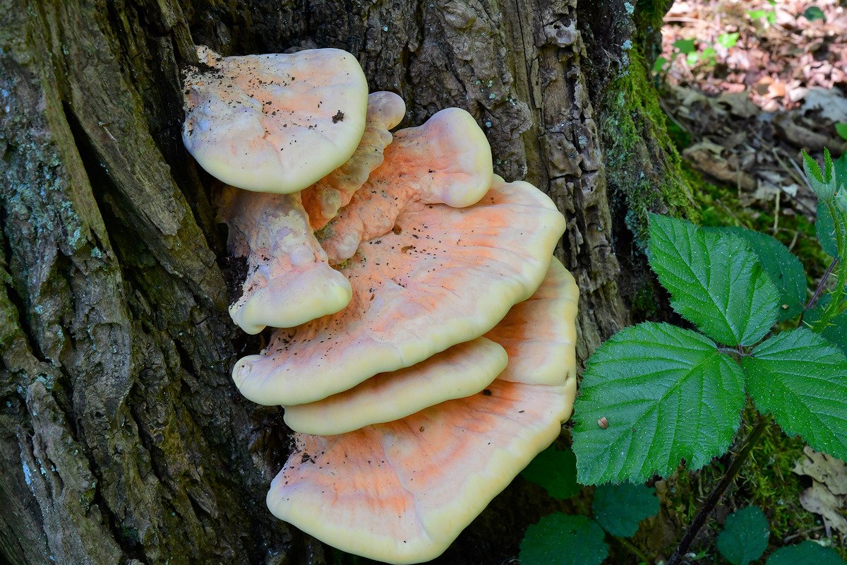 Laetiporus_sulphureus.jpg