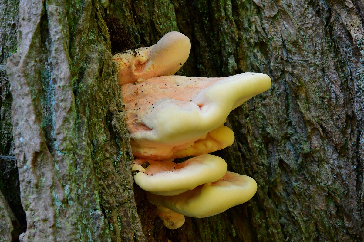 Laetiporus_sulphureus002.jpg