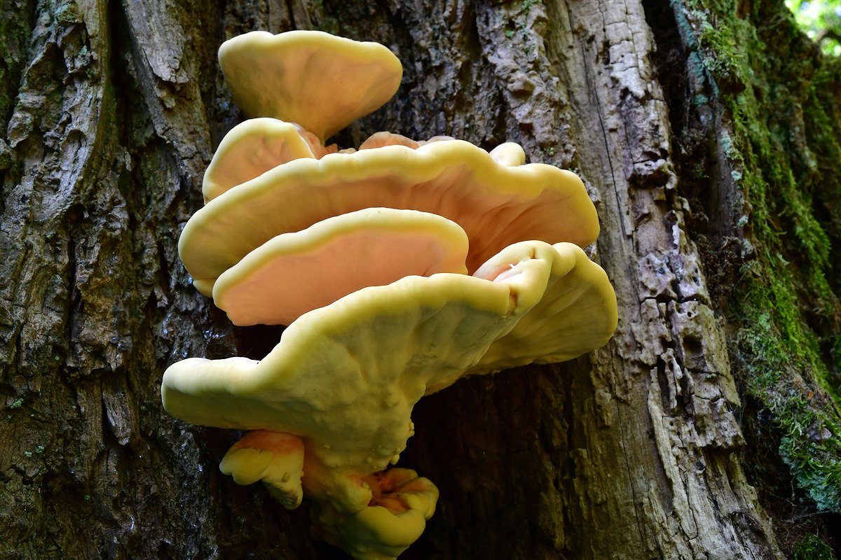 Laetiporus_sulphureus003.jpg