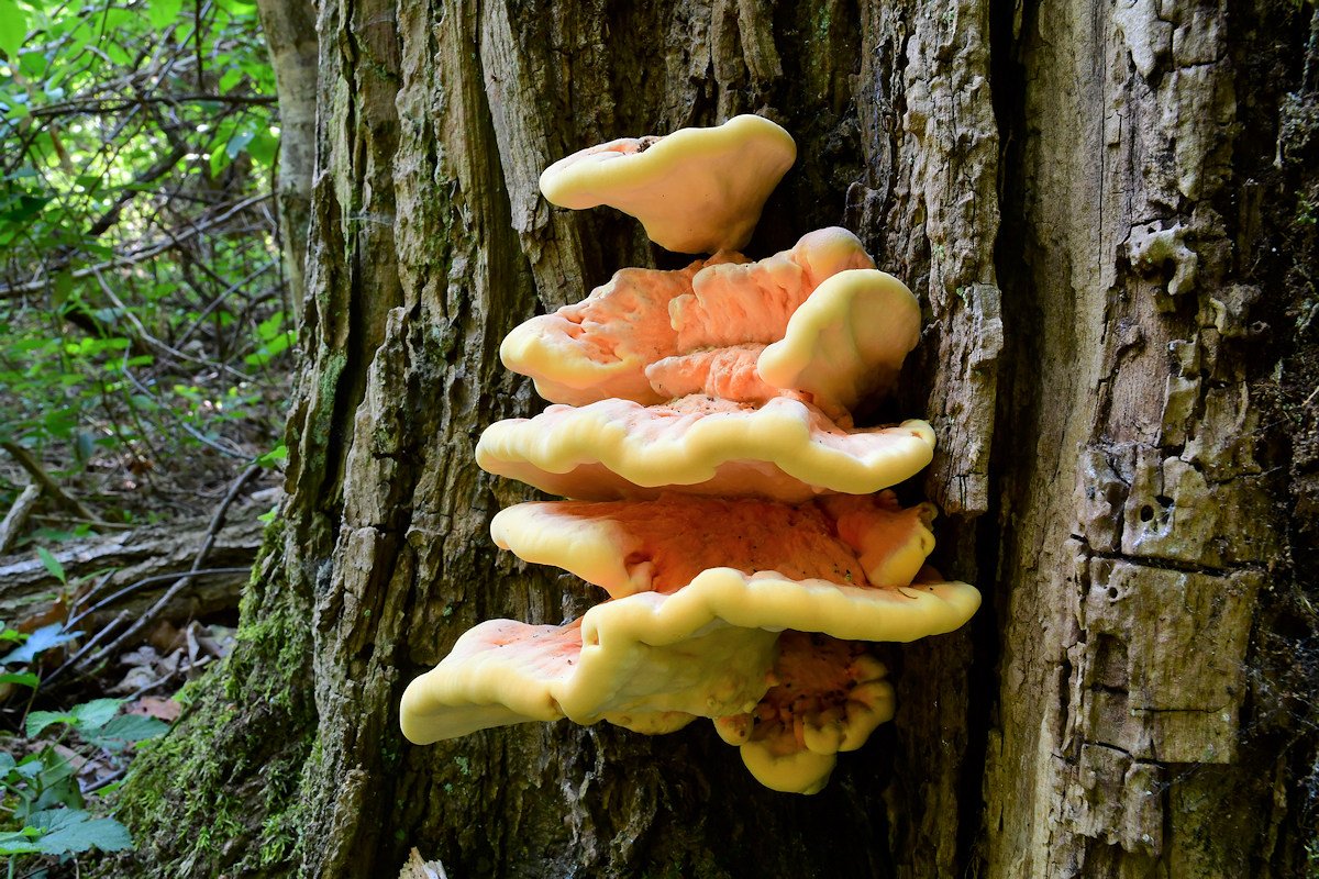 Laetiporus_sulphureus004.jpg