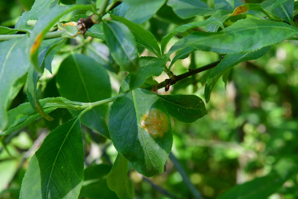 Melampsora euonymi-caprearum.jpg