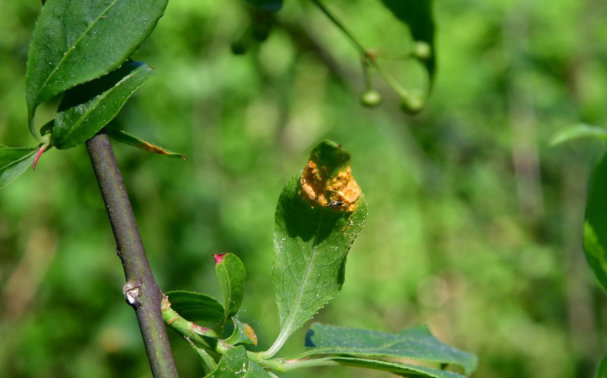 Melampsora euonymi-caprearum002.jpg