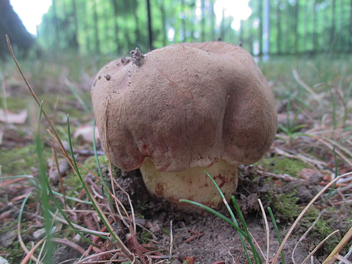 Hemileccinum impolitum - Fahler Röhrling.jpg