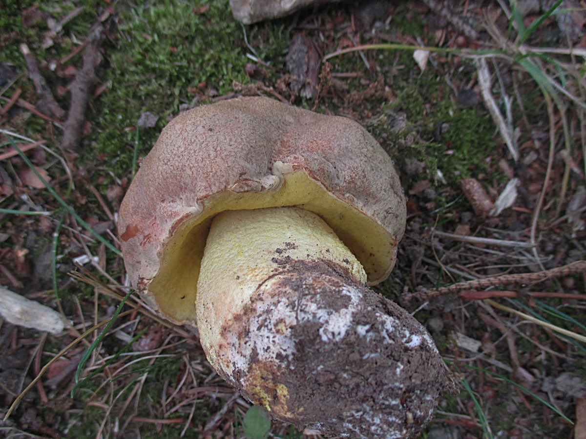 Hemileccinum impolitum - Fahler Röhrling1.jpg