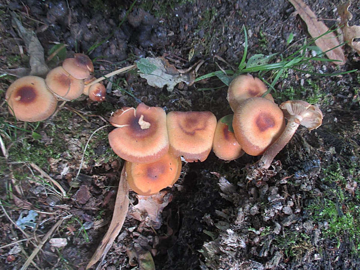 Kuehneromyces mutabilis - Stockschwämmchen.jpg