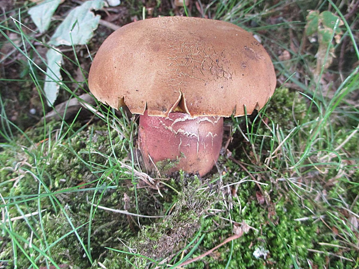 Neoboletus erythropus - Flocki.jpg