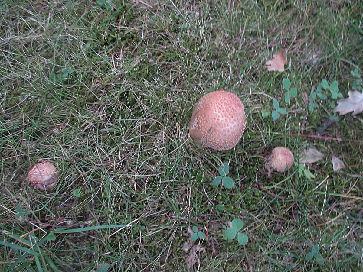 Perlpilz - Amanita rubescens.jpg