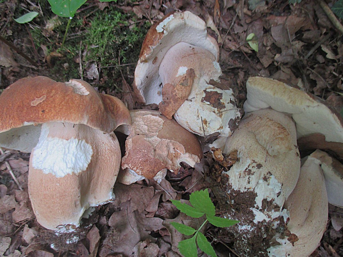 Sommersteinpilz - Boletus reticulatus.jpg