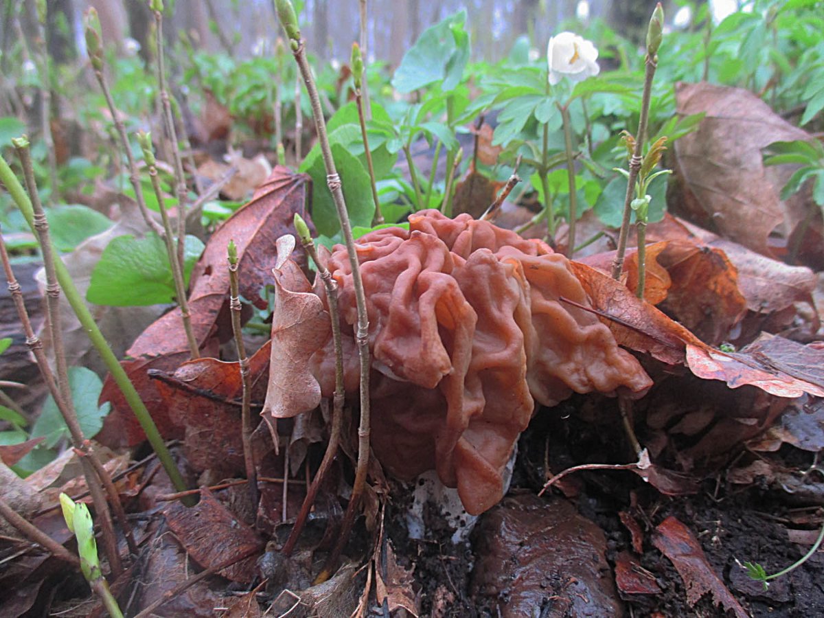 Gyromitra ticiniana - Laubwaldriesenlorchel.jpg