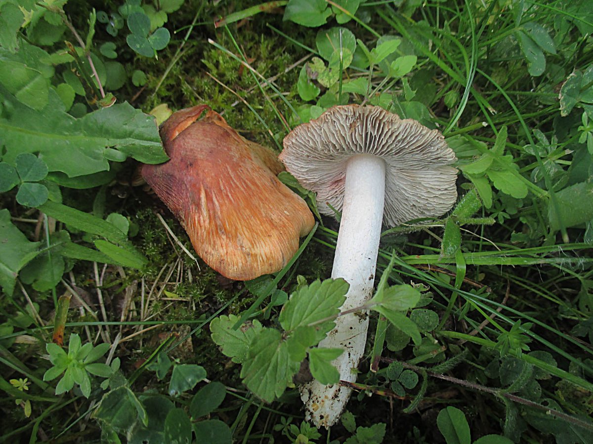 Inosperma erubescens - Ziegelroter Rißpilz.jpg