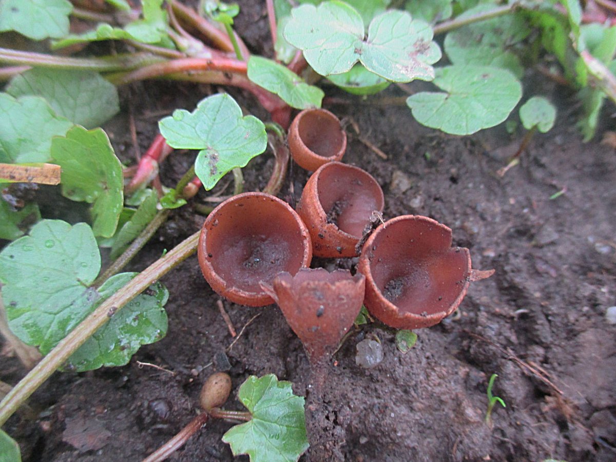 Dumontinia tuberosa - Anemonenbecherling.jpg