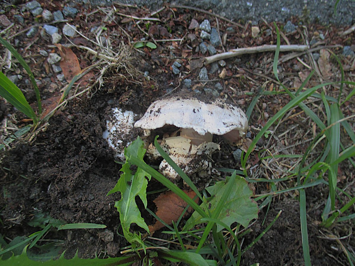 Agaricus bitorquis - Stadtchampignon.jpg