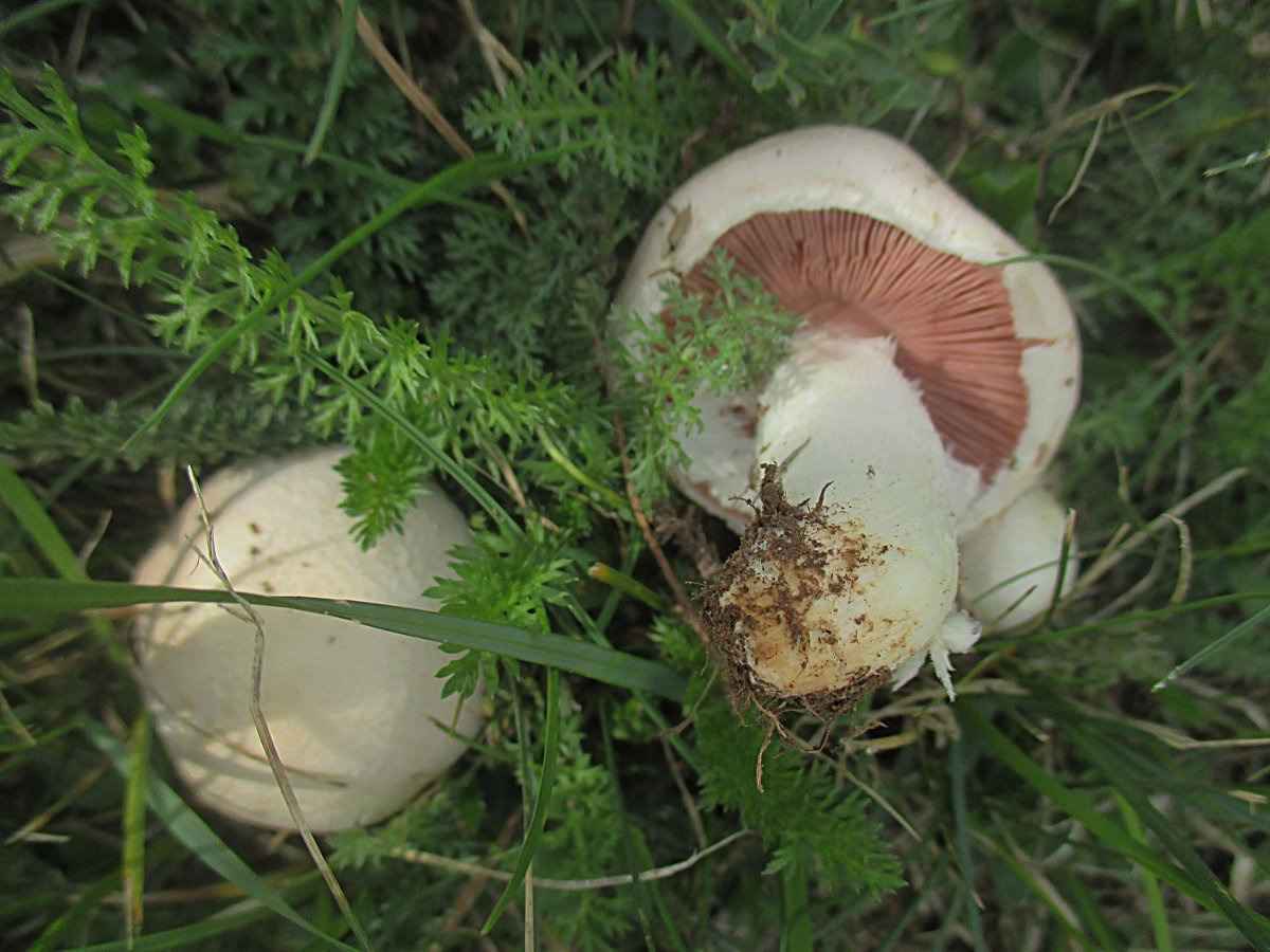 Agaricus campestris s.l. - Wiesenchampignon.jpg