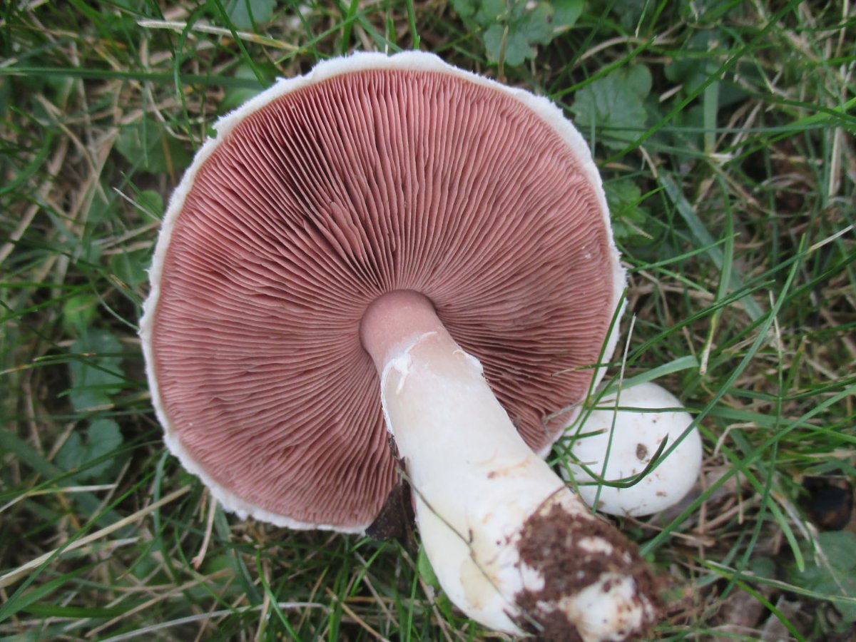 Agaricus campestris s.l. - Wiesenchampignon1.jpg