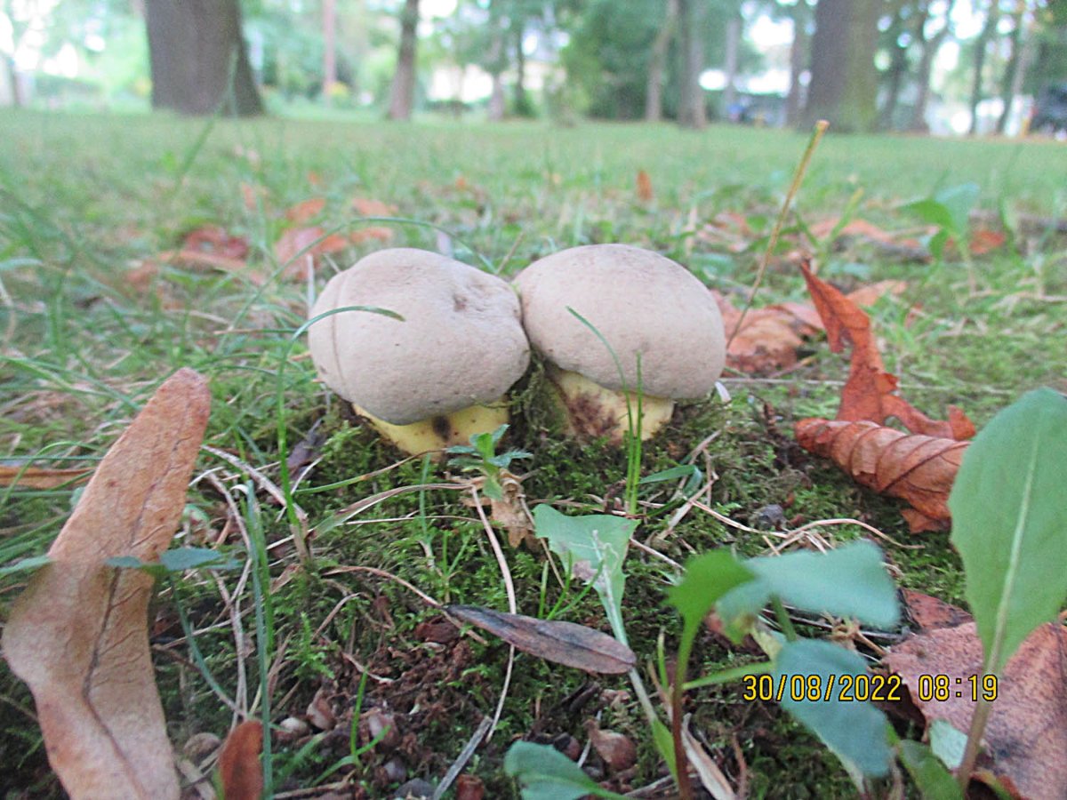 Caloboletus radicans - Wurzelnder Bitterröhrling.jpg