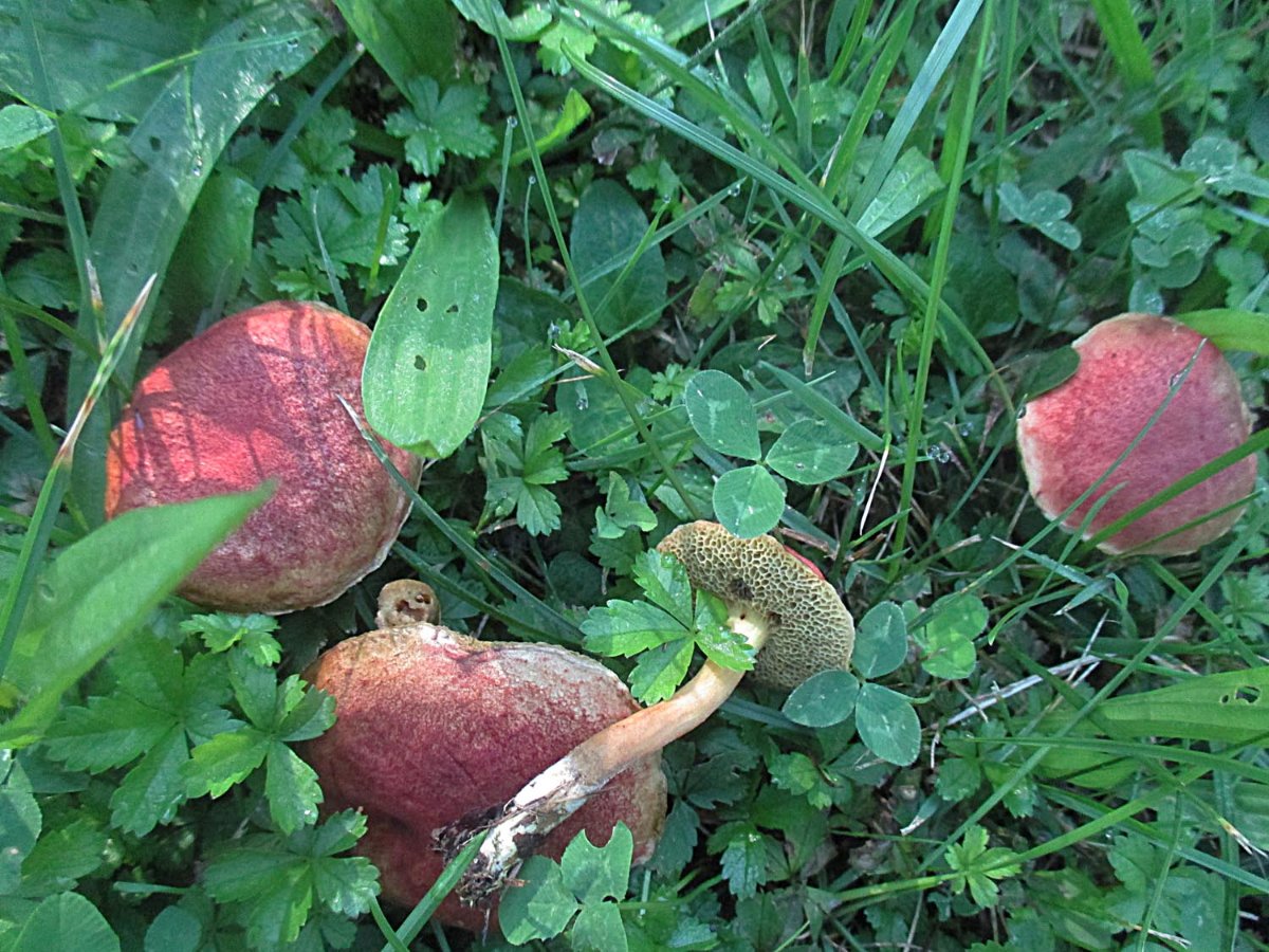 Hortiboletus rubellus - Blutroter Röhrling.jpg