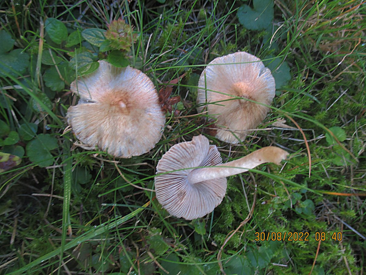 Inocybe rimosa s.l. - Kegeliger Rißpilz.jpg